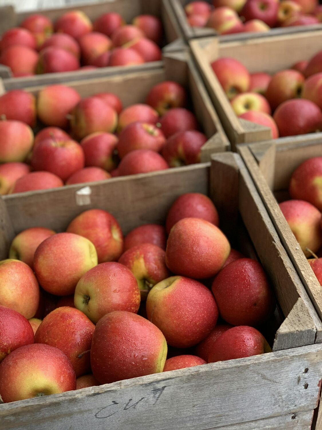 Fresh red apples packed in wooden crates
