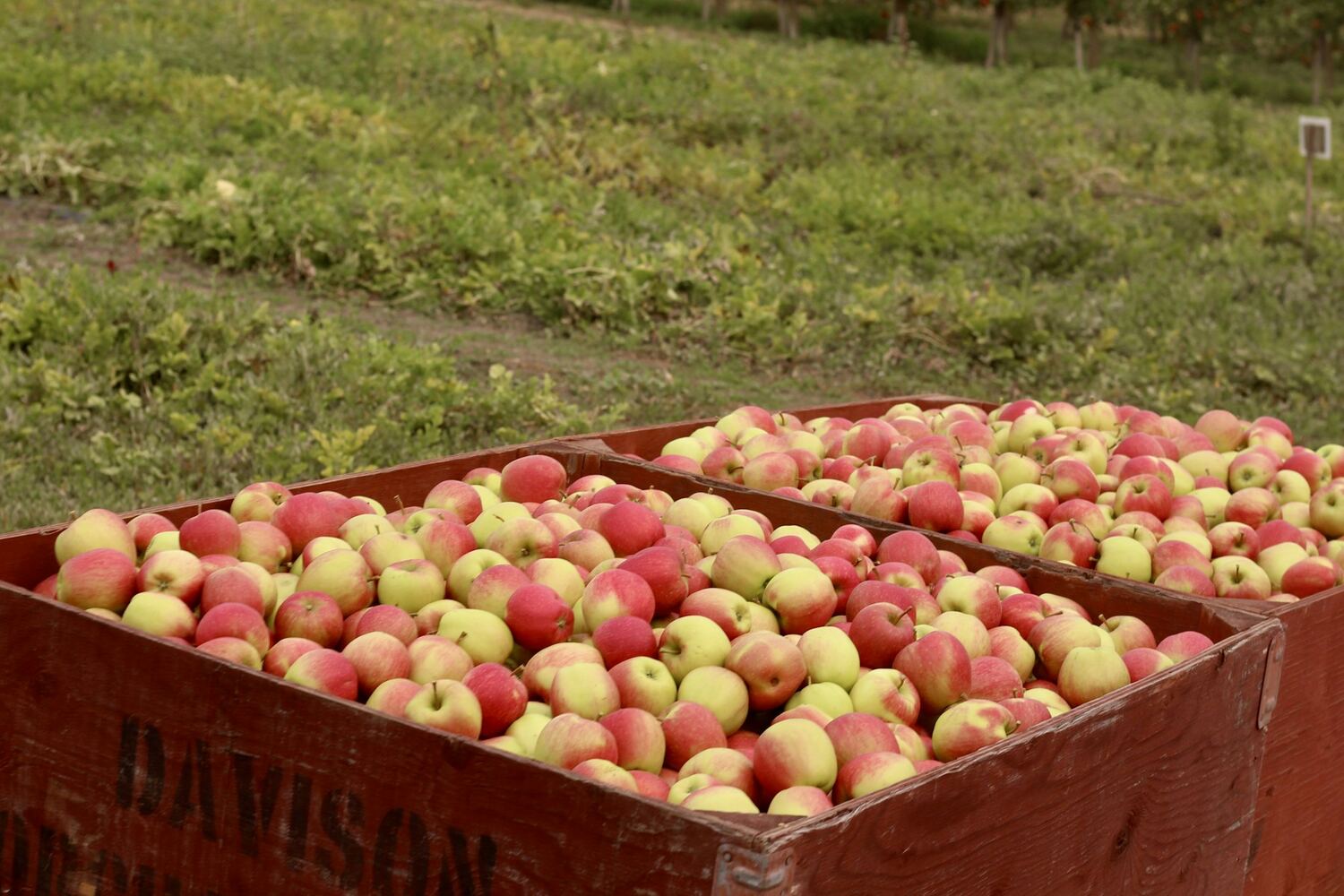 Bins of fresh apples beside orchard rows