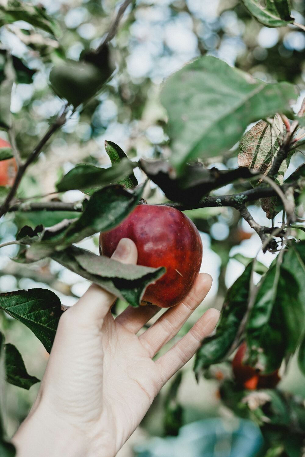 A hand checking a red apple on the tree before picking