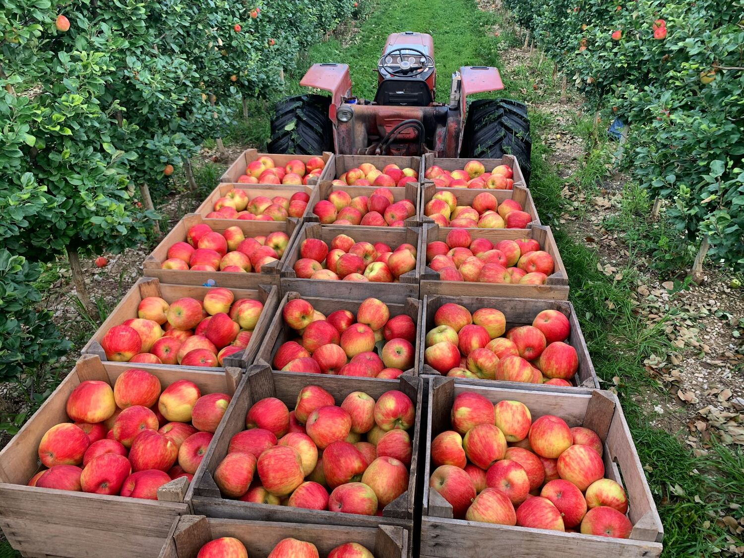 Harvested apples in crates on an orchard tractor